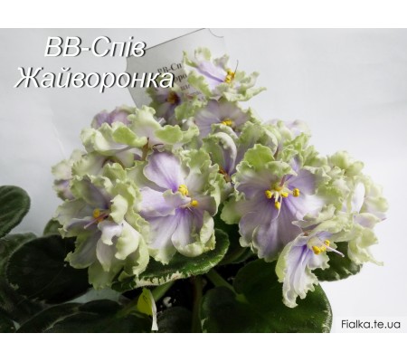 ВВ-Спів Жайворонка 21